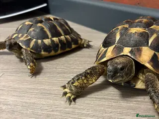 Tortoise reptiles Tortoise with vitarium - Advert 1