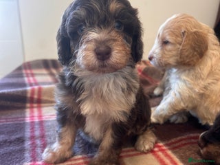 Cockapoo dogs stunning toy cockapoo - Advert 13