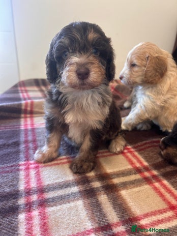 Cockapoo dogs stunning toy cockapoo - Advert 15