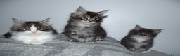 Maine Coon cats for sale: Maine Coon kittens/ Ready to Now    - Advert 13