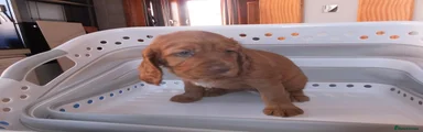 Cocker Spaniel 1