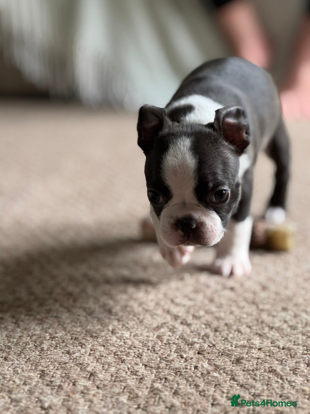 Boston Terrier dogs for sale: Gorgeous KC Boston Terrier Pups for Loving Homes - Image 5