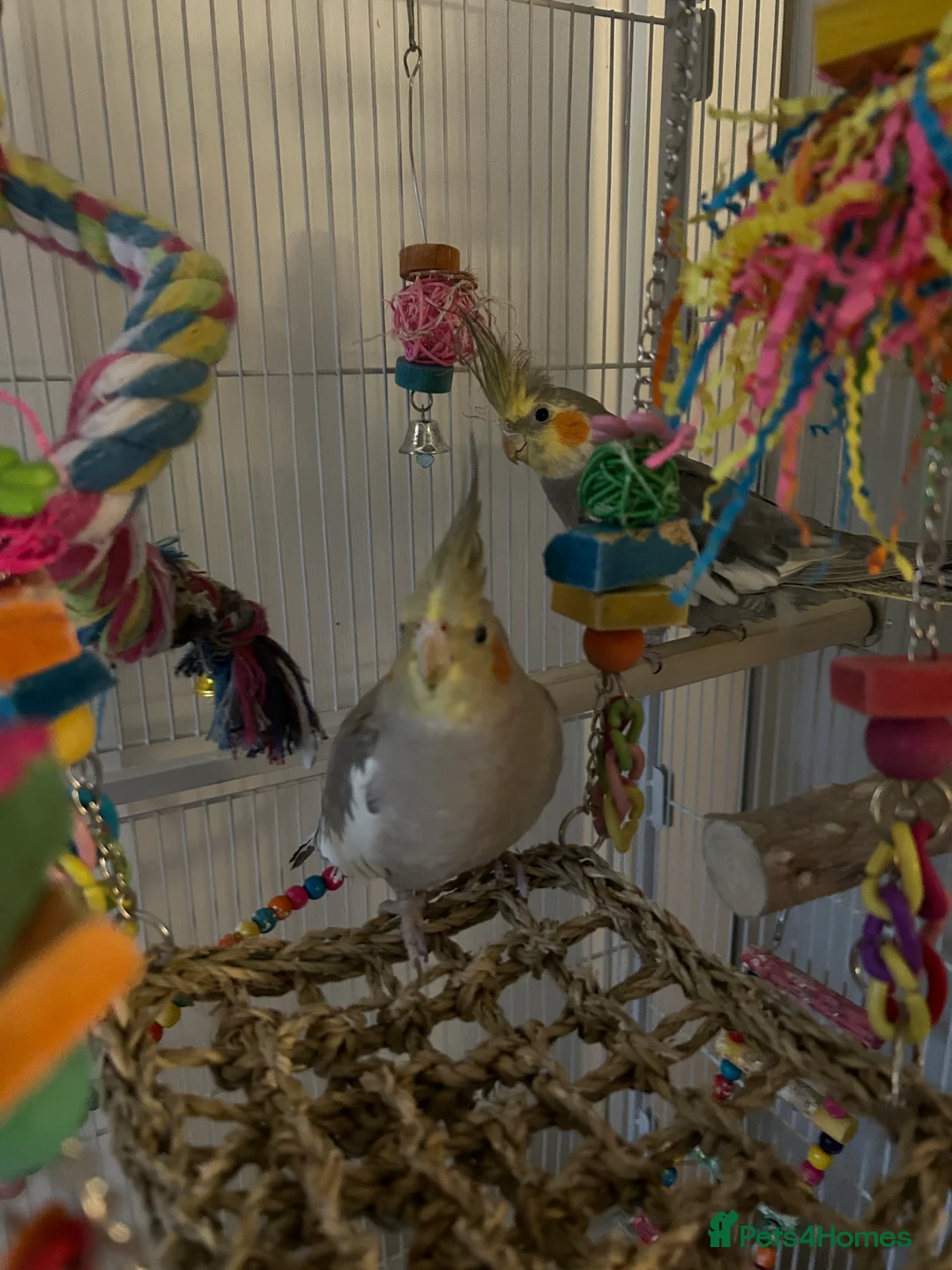 Cockatiels birds for sale: 2 cocktateils for sale - Advert 3