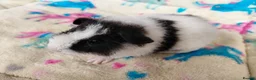 Guinea Pig rodents for sale: Baby Boars in longhaired breeds & teddies  - Advert 26
