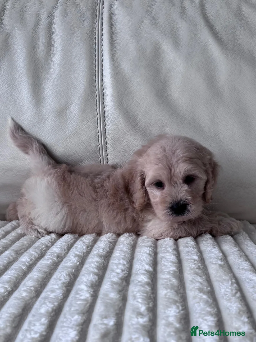 Cockapoo dogs for sale: Show type cockapoo girls puppys - Advert 2