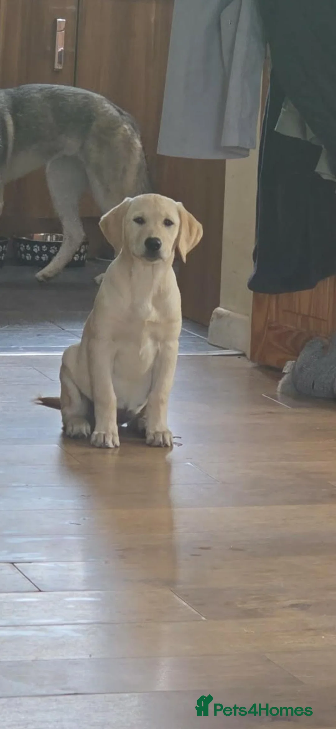 Goldador dogs for sale: Goldador girl for sale in Blackwood - Advert 1