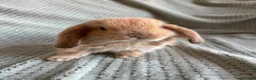 Mini Lop rabbits for sale: Mini lop babies  - Advert 4