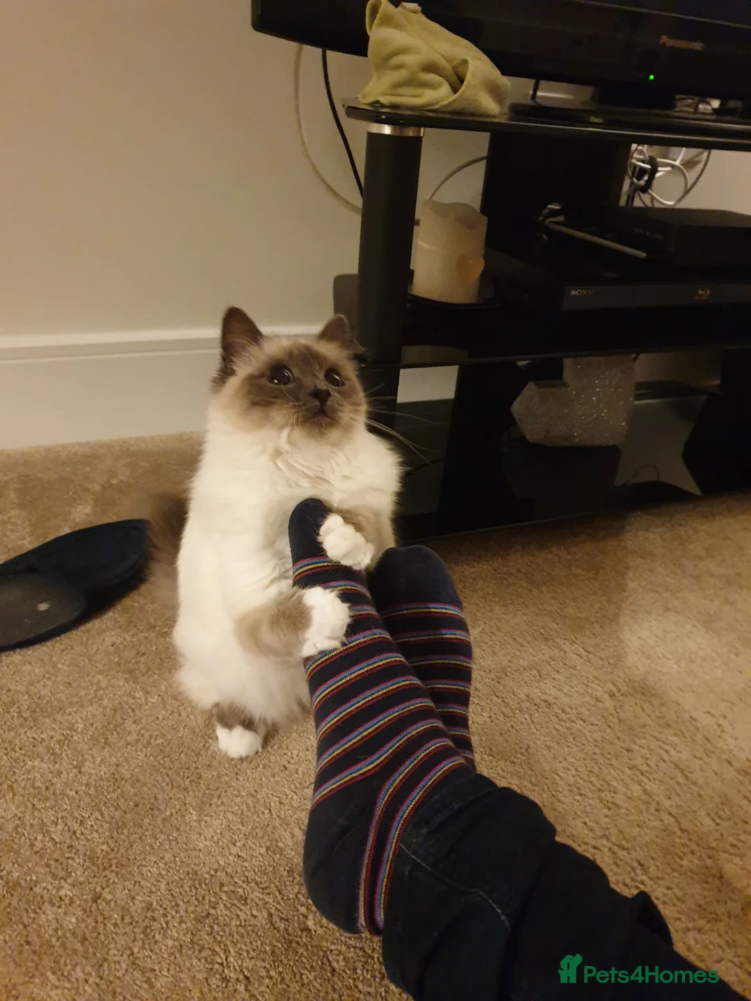 Birman cats for sale: Blue point speyed female looking for her new home - Advert 9