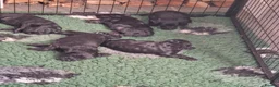 Schnoodle dogs for sale: Schnoodles  - Advert 20