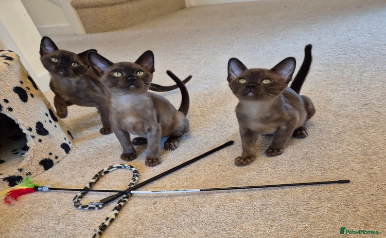 Burmese cats - Advert 2