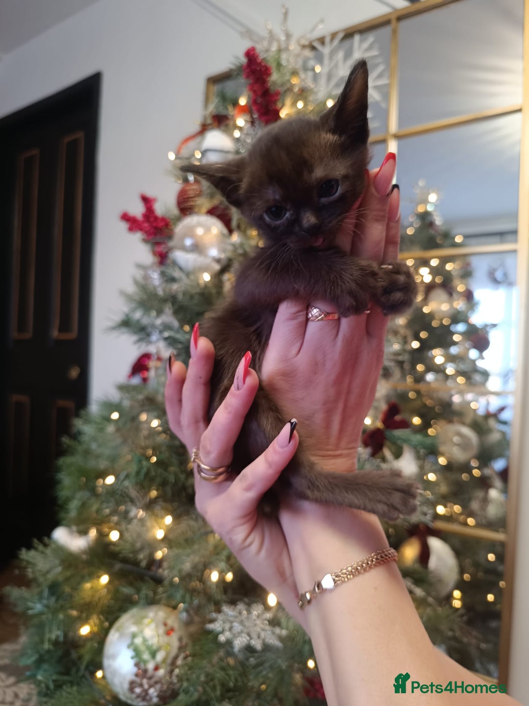 Burmese cats for sale: Lovely Burmese kitten's - Advert 2
