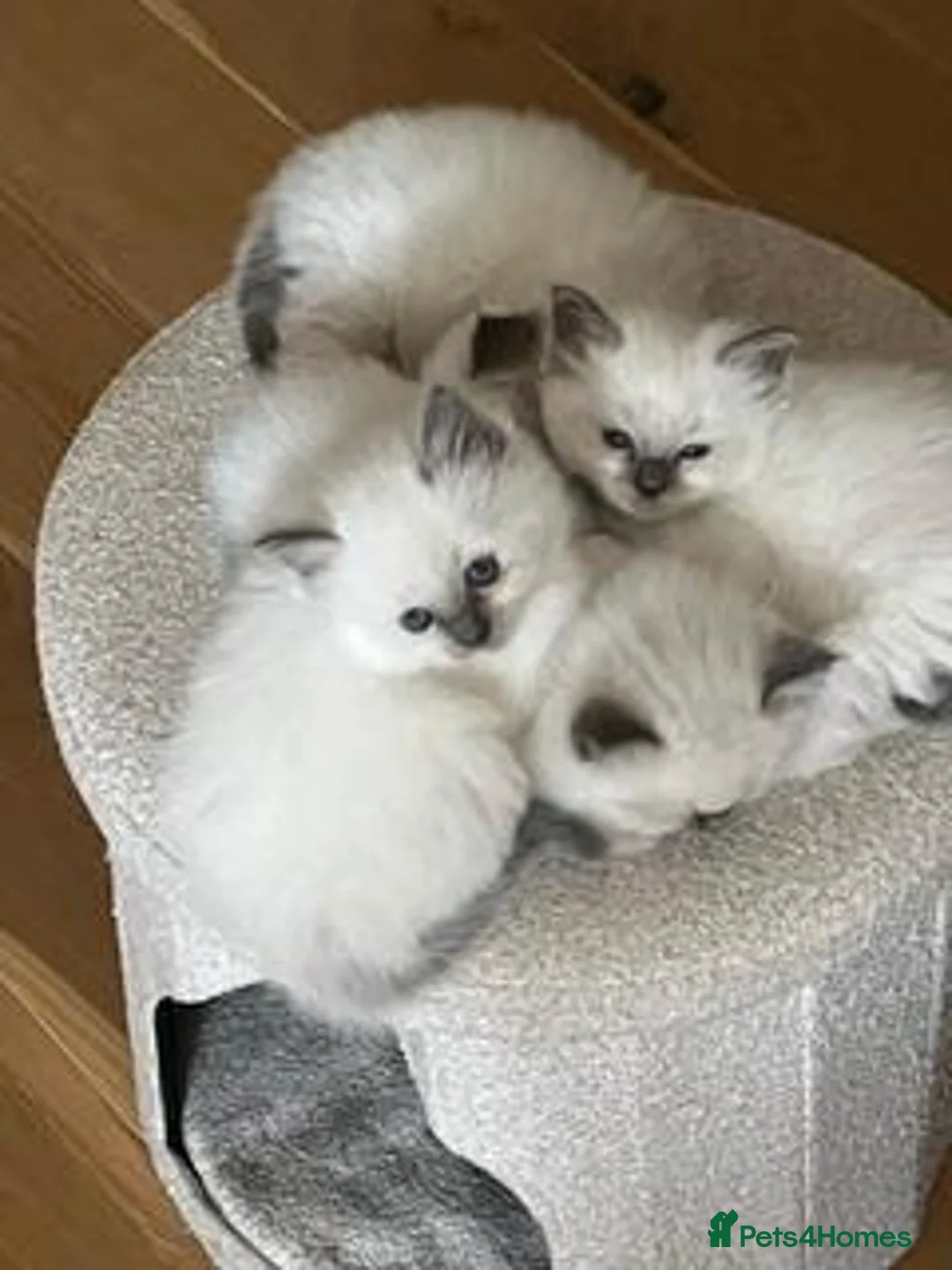 Birman cats for sale: Beautiful Blue Point Birman-Ragdoll Kittens in Leicester - Advert 1