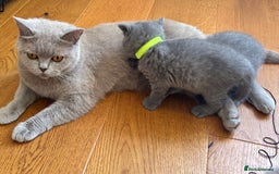 British Shorthair cats for sale: British Shorthair Male Kitten Grey - Image 12