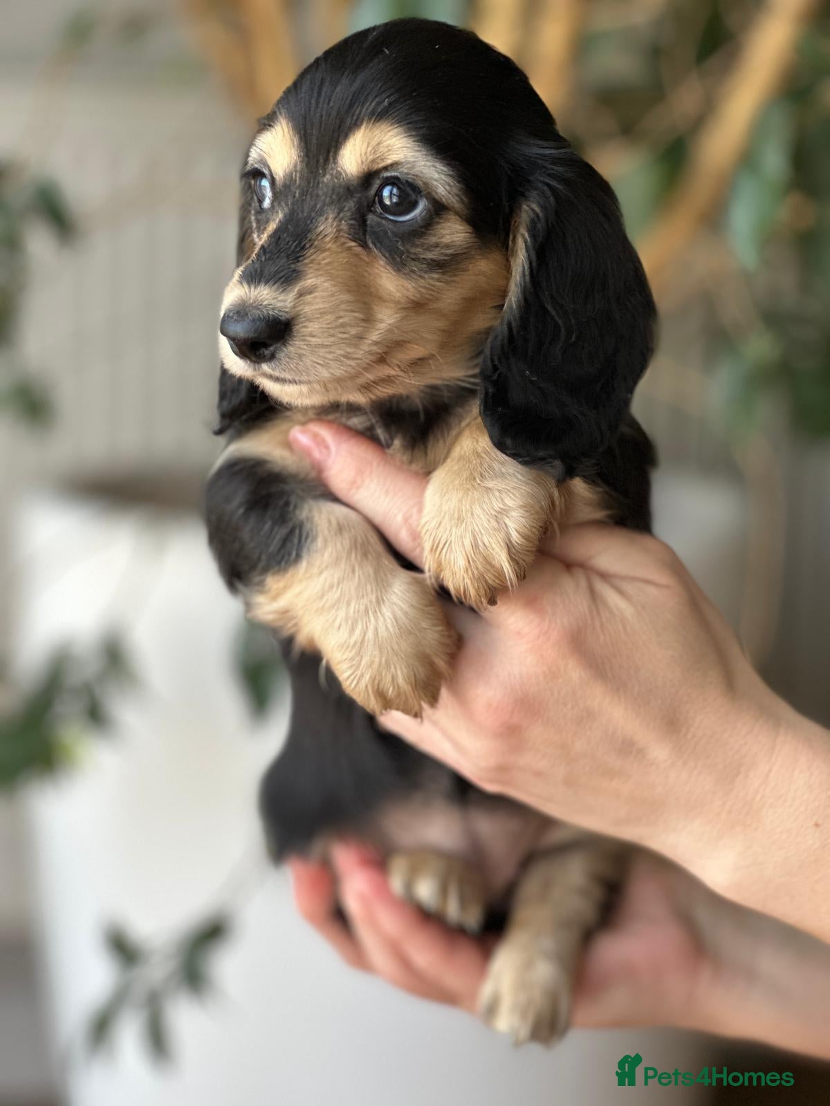 Miniature Dachshund dogs Miniature longhaired dachshund  - Advert 2