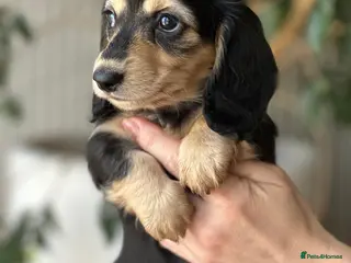 Miniature Dachshund dogs Miniature longhaired dachshund - Advert 2