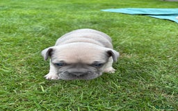 French Bulldog dogs for sale: Gorgeous French Bulldog Puppies. - Image 23