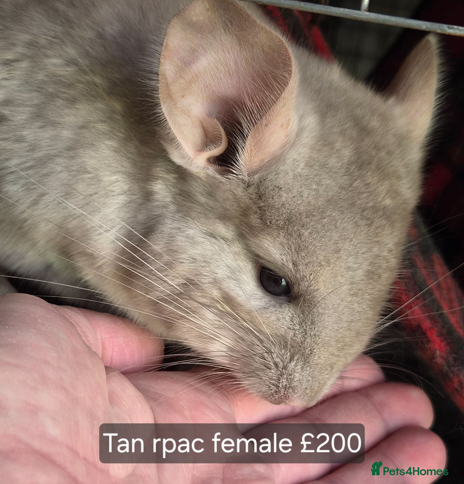 Chinchilla rodents Beautiful chinchillas - various colours - Advert 1