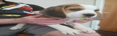 Beagle 3