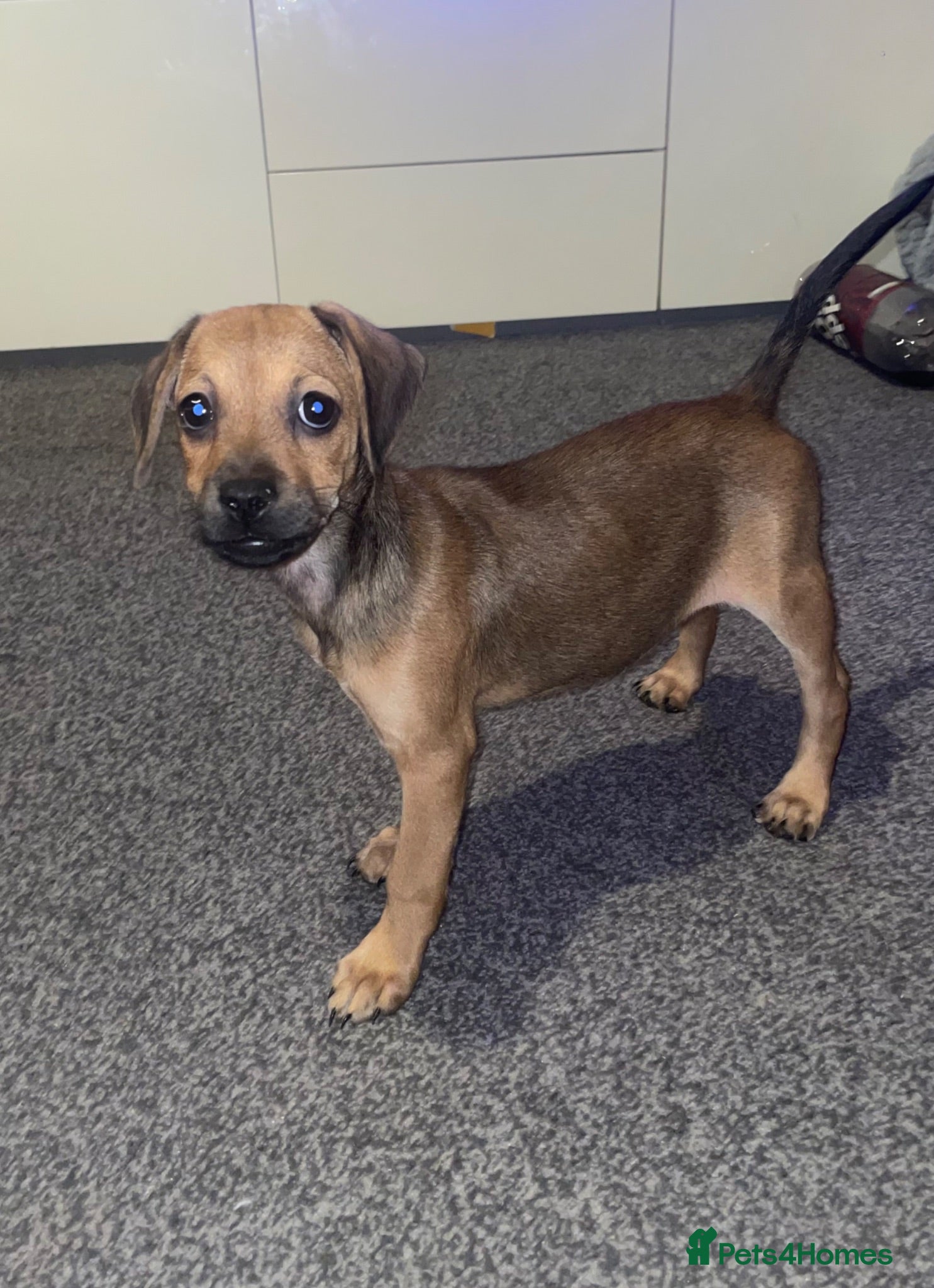 Mixed Breed dogs 🐾 Beautiful Little Girl Puppy – Ready Now 🏡💕 - Advert 19
