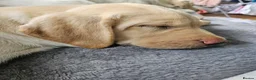 Labrador Retriever dogs for sale: Labrador Pups KC Reg Health Tested - Advert 11