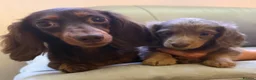 Miniature Dachshund dogs for sale: Miniature long haired dachshund puppies - Advert 1