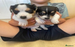 Jack Russell dogs for sale: Jack russell puppies - Image 8