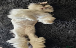 Ragdoll cats for sale: Gorgeous Ragdoll x Persian boy  - Image 4