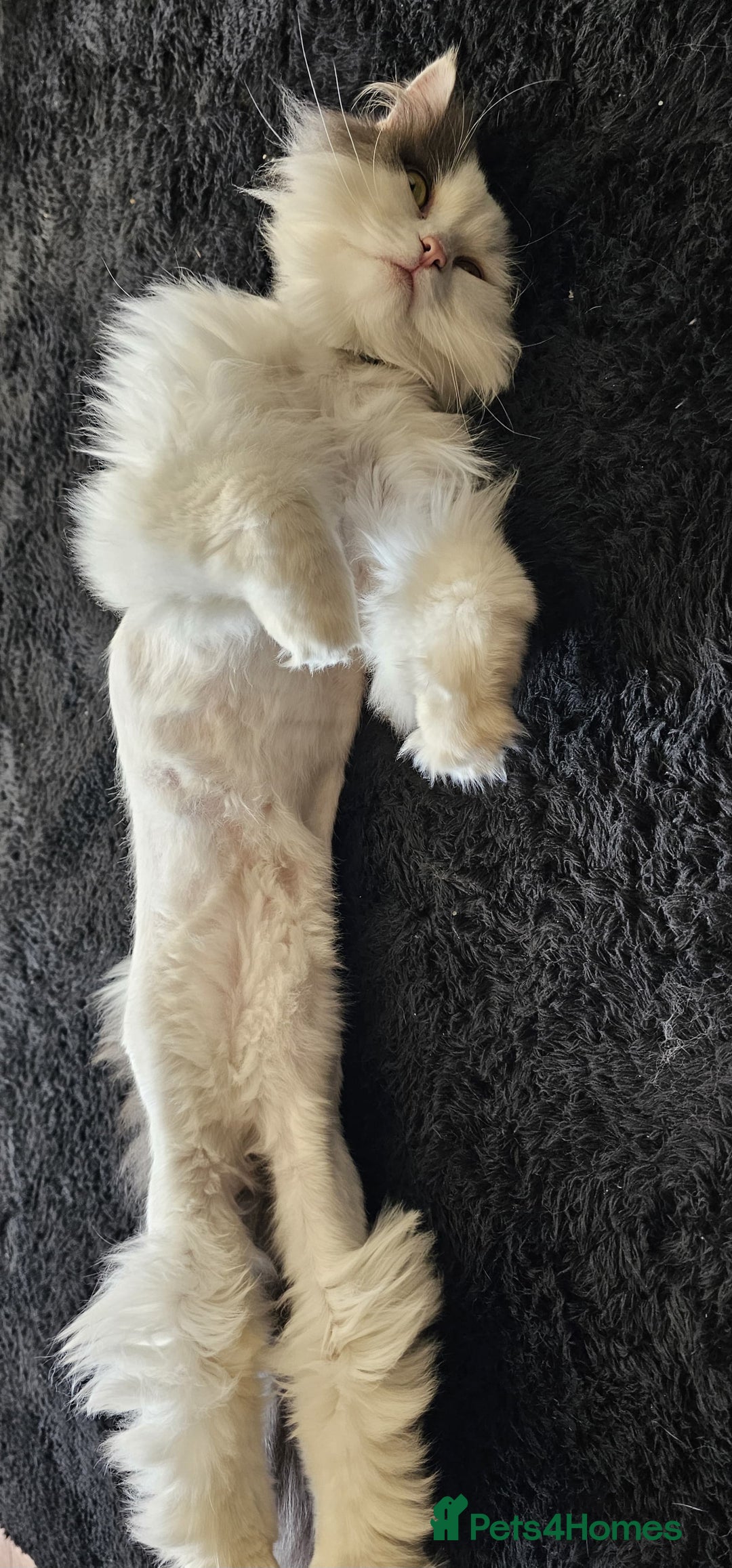 Ragdoll cats for sale: Gorgeous Ragdoll x Persian boy  - Image 4