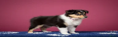 Rough Collie Puppy 5