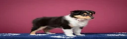 Rough Collie dogs for sale: 7 Gorgeous rough collie puppies for sale in Spalding - Advert 14