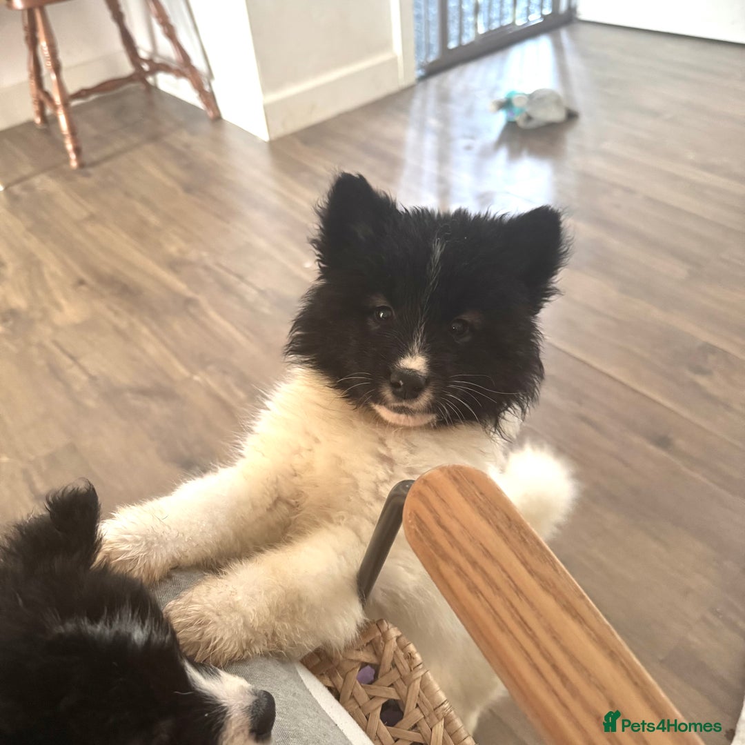 Akita dogs for sale: Quality Family Raised American Akita Puppies - Advert 28