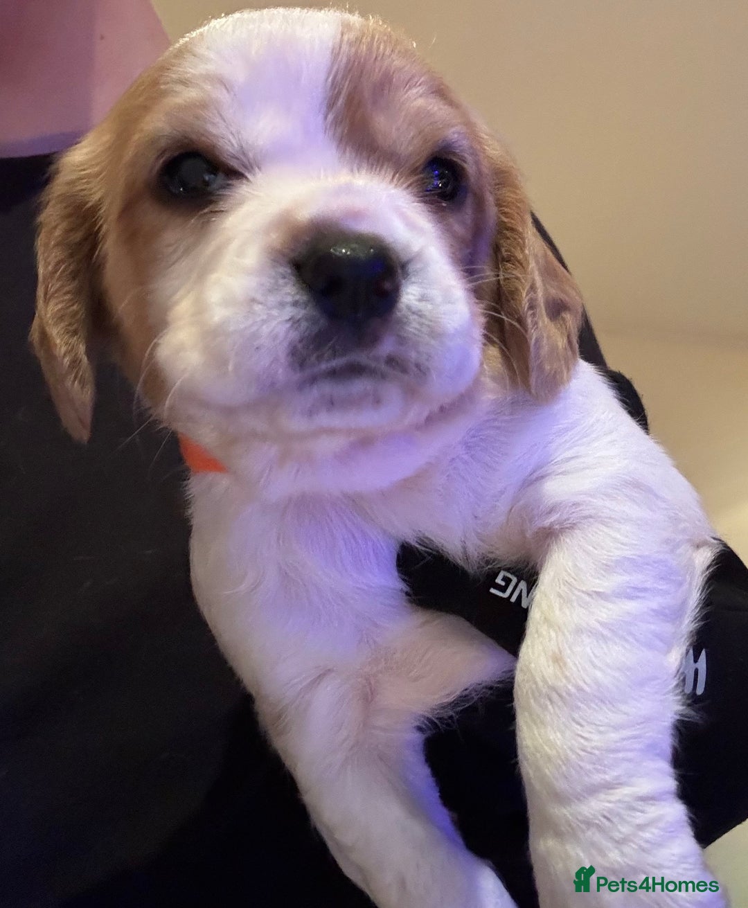 Mixed Breed dogs for sale: Cocker-Jack xCavalier King Charles Spaniel Puppies - Advert 13