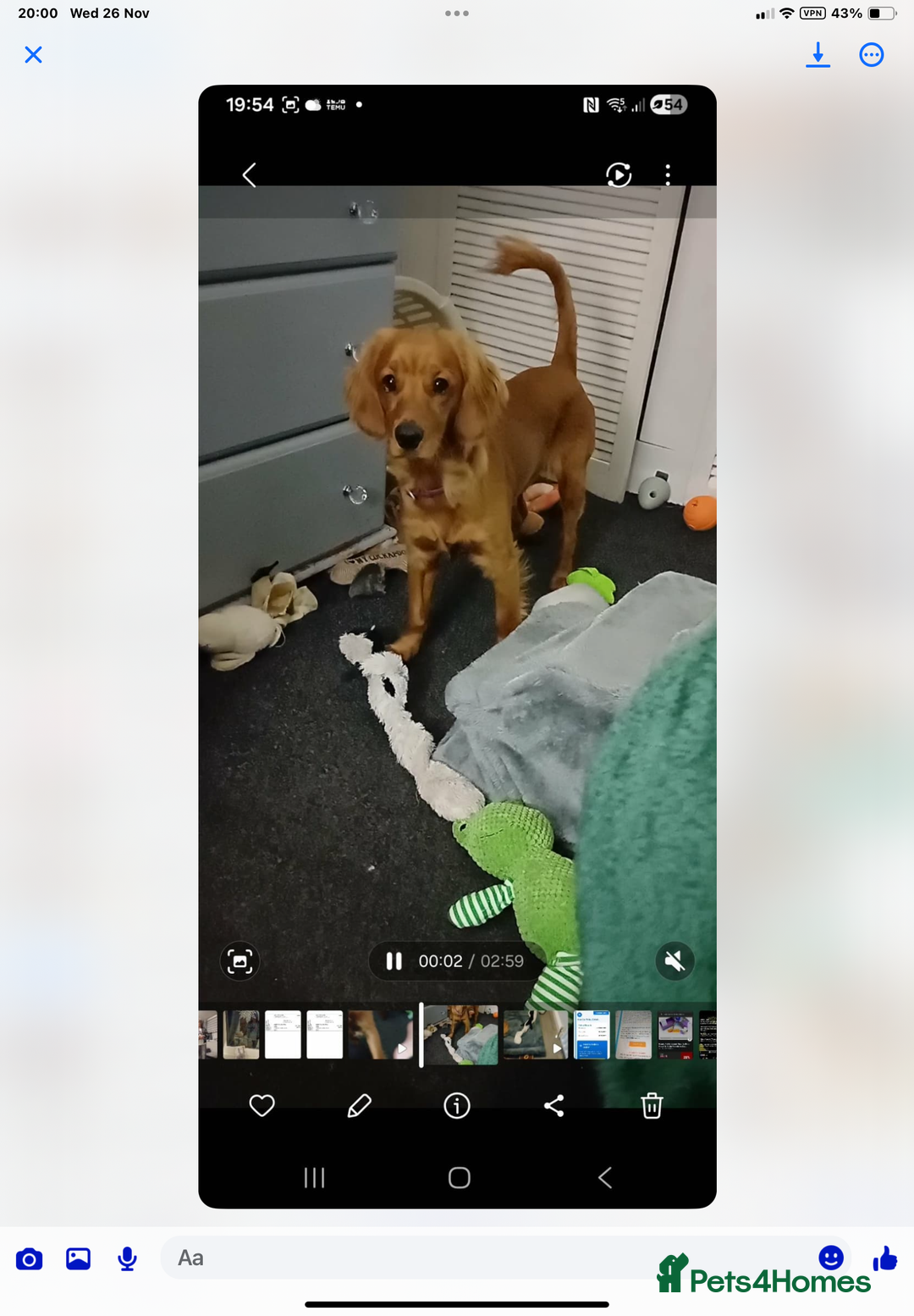 Cockapoo dogs for sale: Rusty  - Advert 4