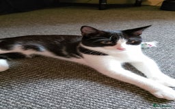 Mixed Breed cats for sale: One little tuxedo 🥰 - Image 21