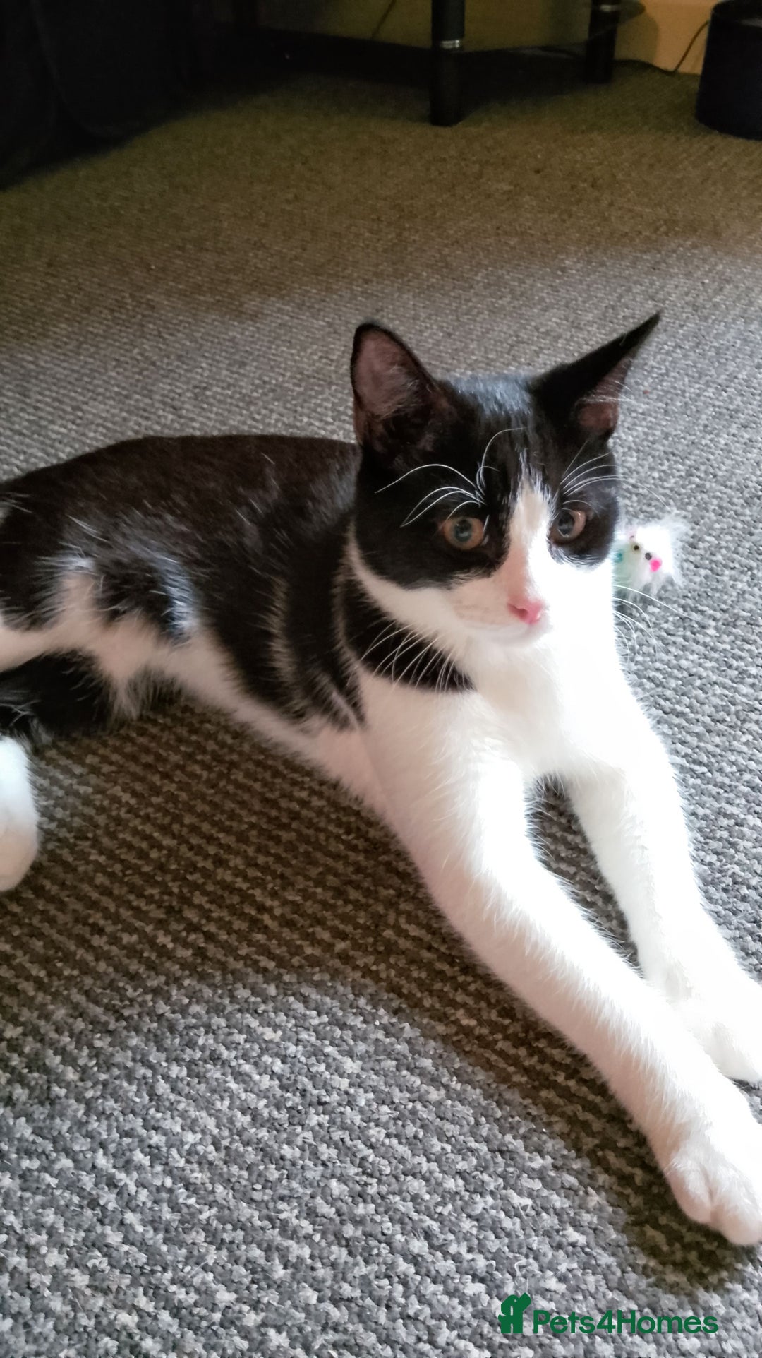Mixed Breed cats for sale: One little tuxedo 🥰 - Image 21