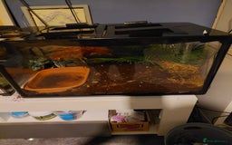 Frog reptiles for sale: Female baby african bullfrog 10mths old - Image 3