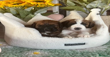 Saint Bernard dogs - Advert 3