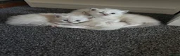Ragdoll cats for sale: Ragdoll kittens  in Edinburgh - Advert 31