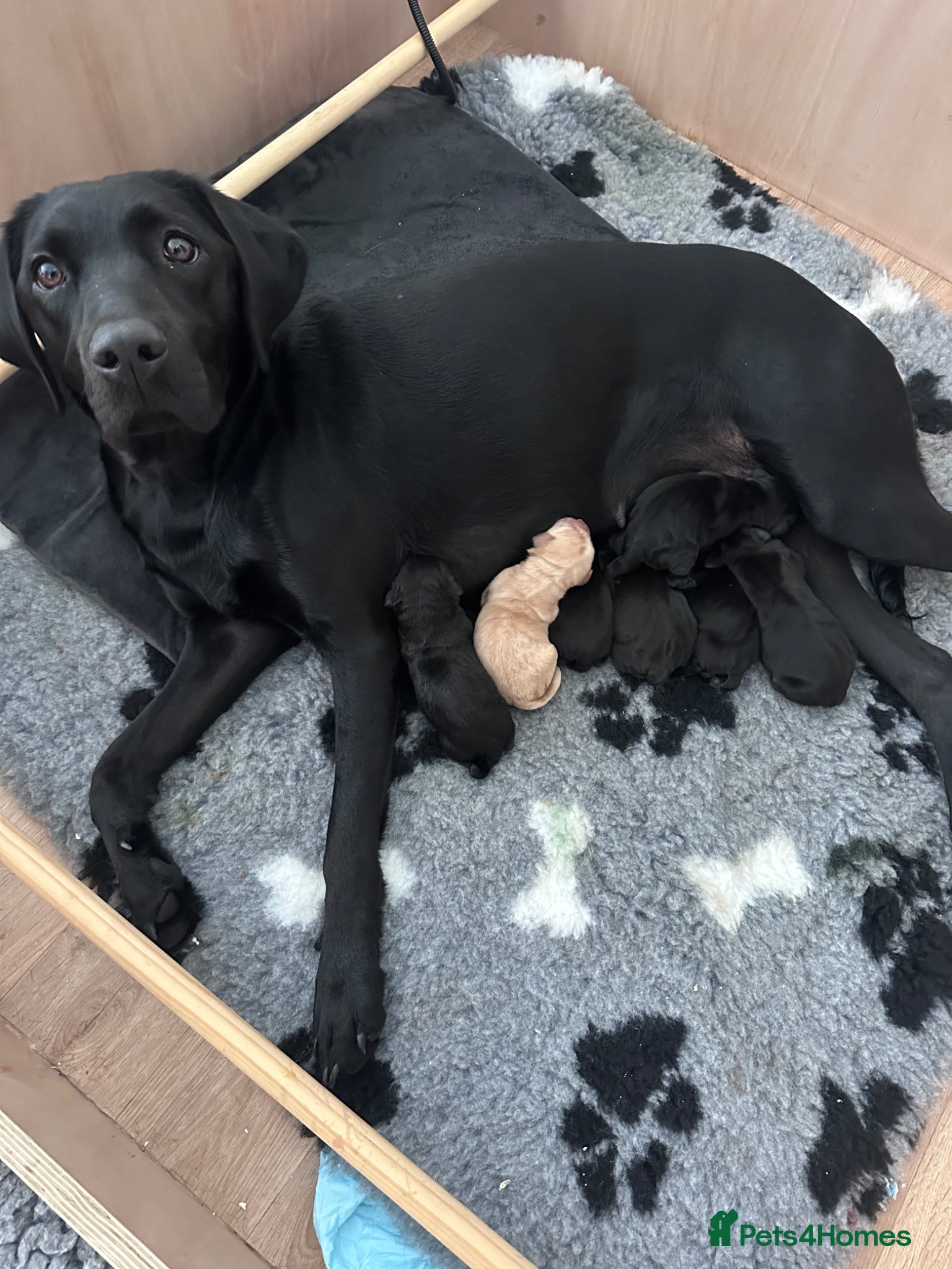 Labrador Retriever dogs KC Registered, Pedigree, Labrador Retrievers  - Advert 9