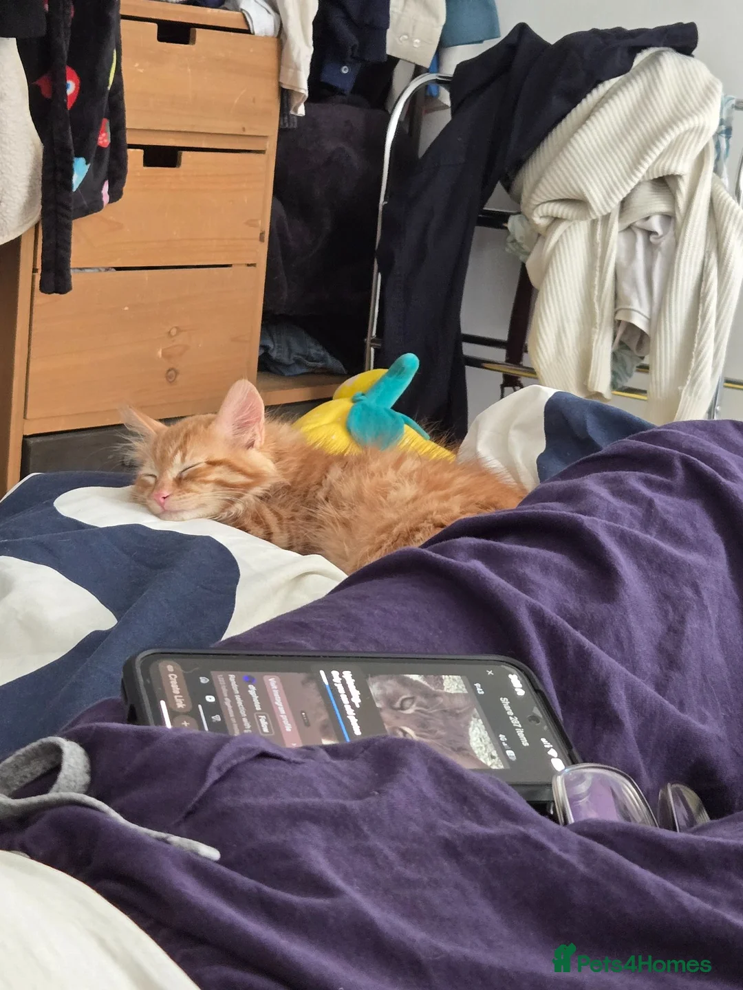 Mixed Breed cats for sale: Tabby x Mancoon kitten  - Advert 3