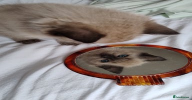 Ragdoll cats - Advert 12
