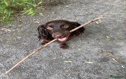 Cocker Spaniel dogs for sale: Cocker spaniel  - Advert 7