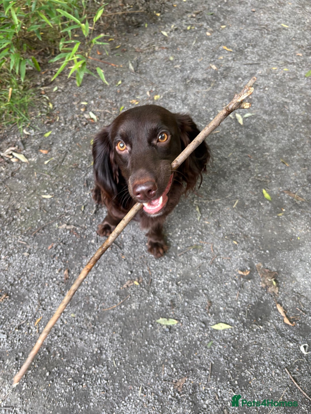 Cocker Spaniel dogs for sale: Cocker spaniel  - Advert 7
