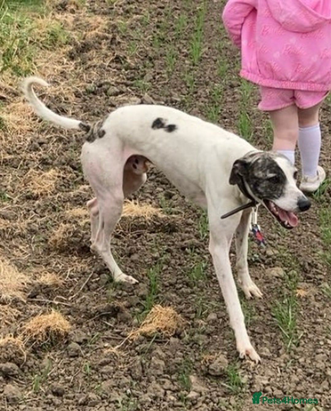 Mixed Breed dogs for sale: Male three year old greyhound lurcher PET - Advert 2