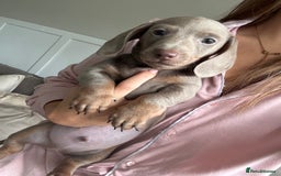 Miniature Dachshund dogs for sale: Isabella tan✨READY TO LEAVE - Image 5
