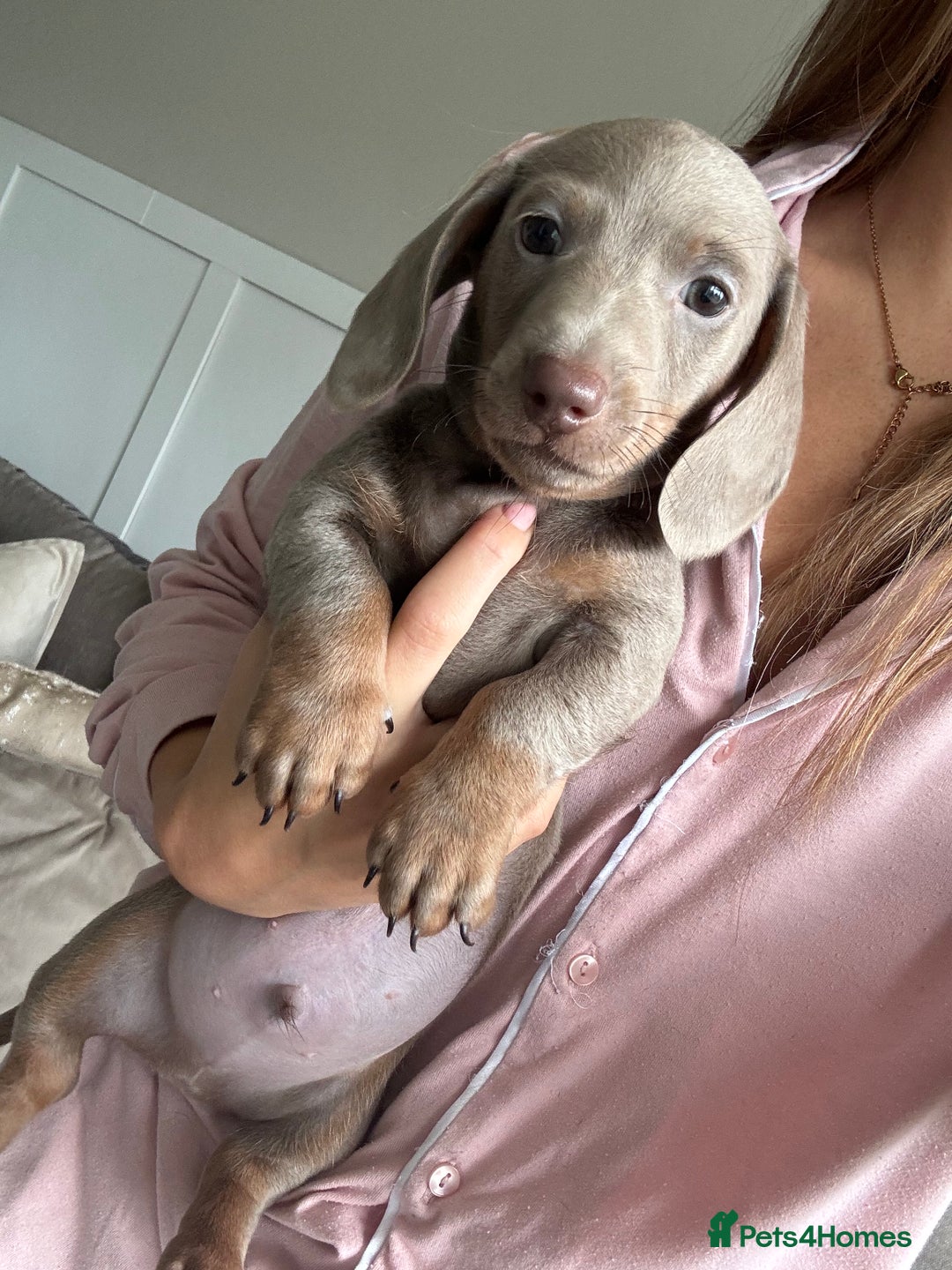 Miniature Dachshund dogs for sale: Isabella tan✨READY TO LEAVE - Image 5