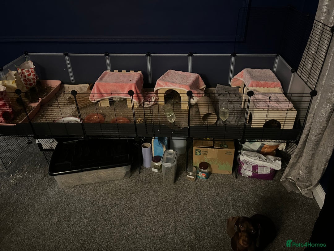 Guinea Pig rodents for sale: Female guinea pig for sale - Advert 1