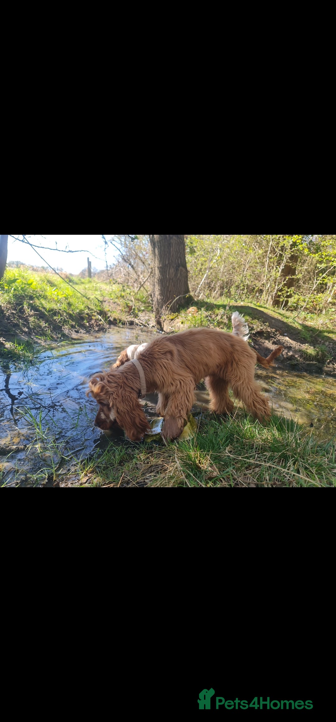 Cocker Spaniel dogs for stud: Show Golden Cocker Spaniel Stud - Image 7