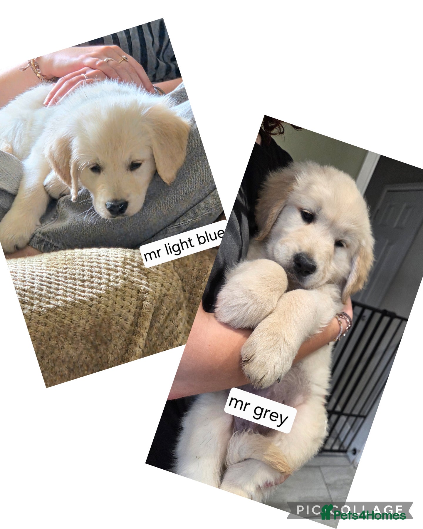 Golden Retriever dogs Ready to go! 2 Golden retriever pups 🐶  - Advert 2