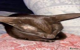 Oriental cats for sale: GCCF Oriental Shorthair Neutered Female For Sale - Image 17
